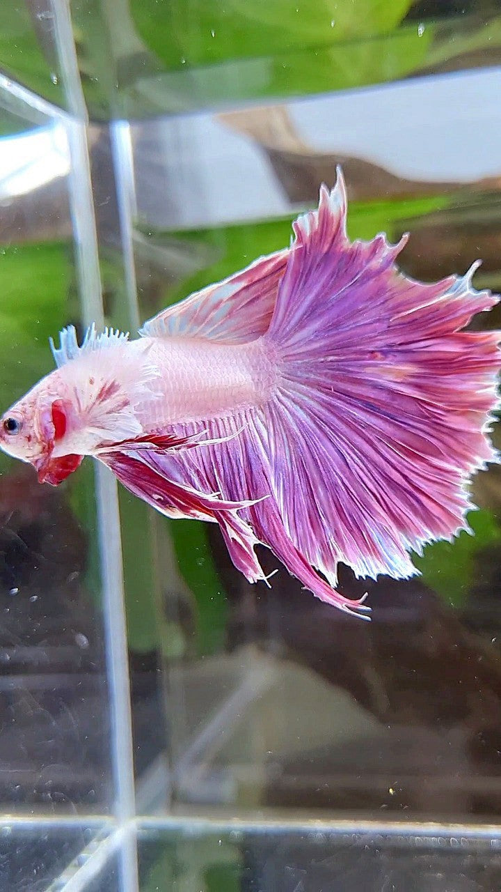 HALFMOON DUMBO EAR PINK PURPLE UNICORN BETTA FISH