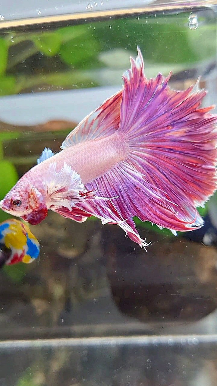 HALFMOON DUMBO EAR PINK PURPLE UNICORN BETTA FISH