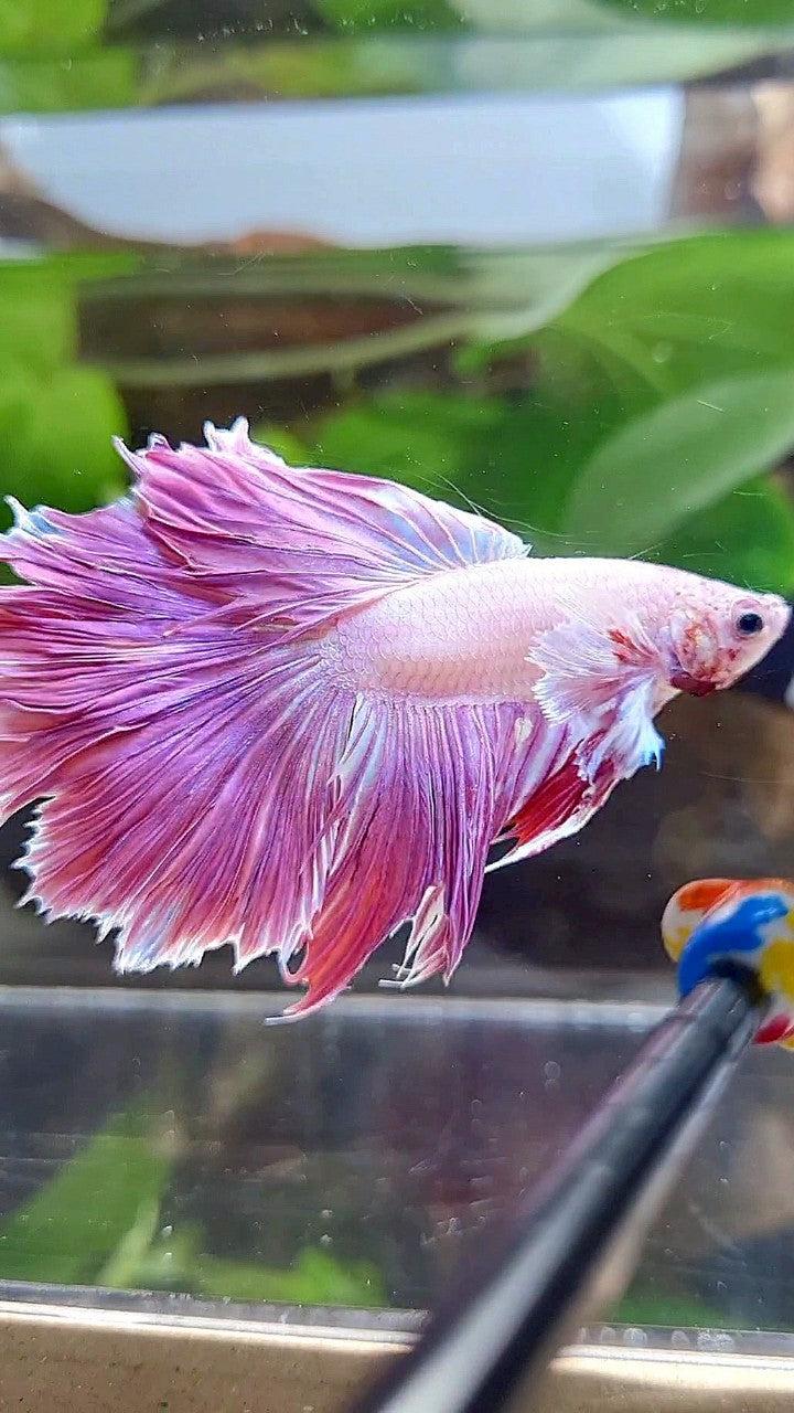 HALFMOON DUMBO EAR PINK PURPLE UNICORN BETTA FISH
