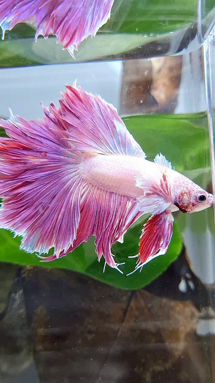 HALFMOON DUMBO EAR PINK PURPLE UNICORN BETTA FISH