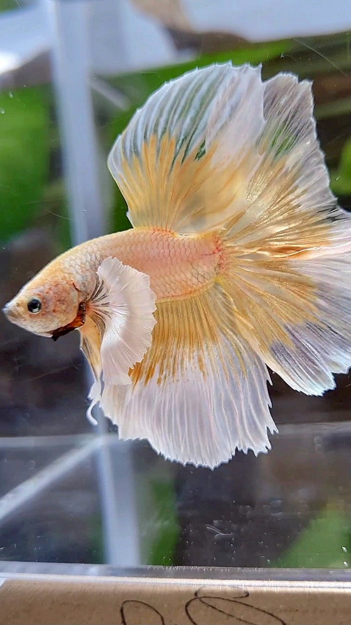 HALFMOON DUMBO EAR GOLD BUTTERFLY BETTA FISH