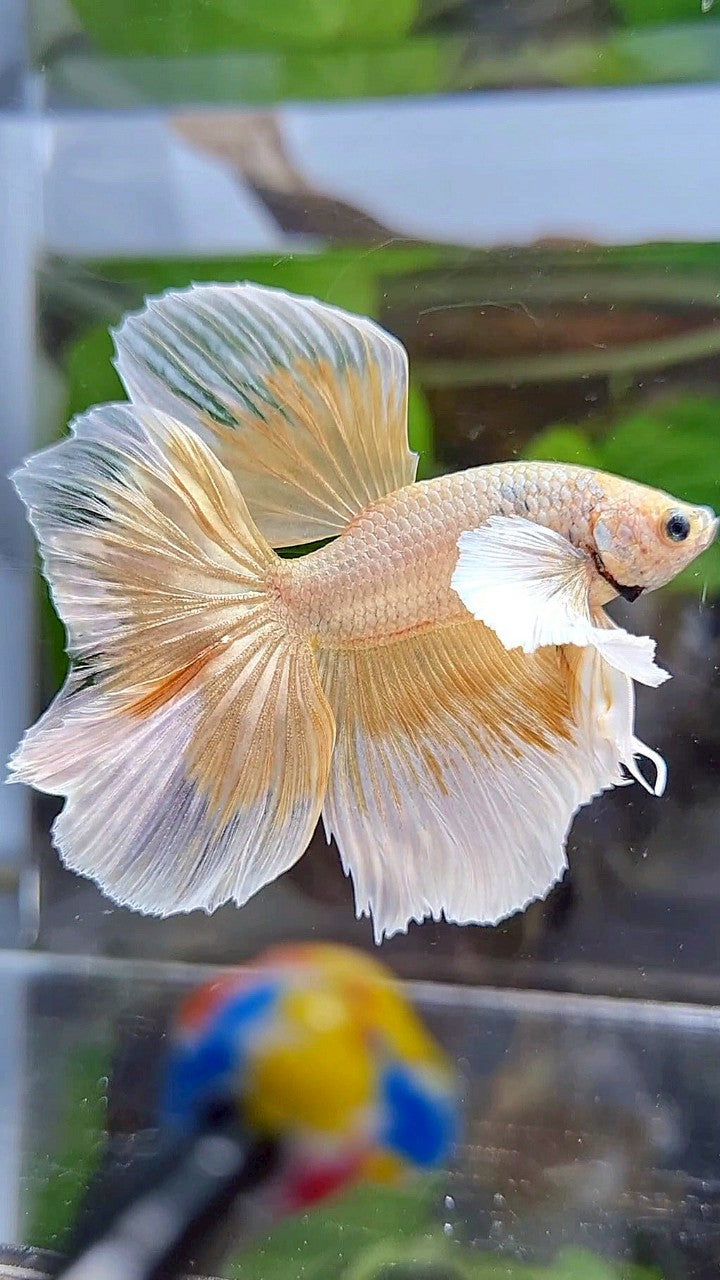 HALFMOON DUMBO EAR GOLD BUTTERFLY BETTA FISH