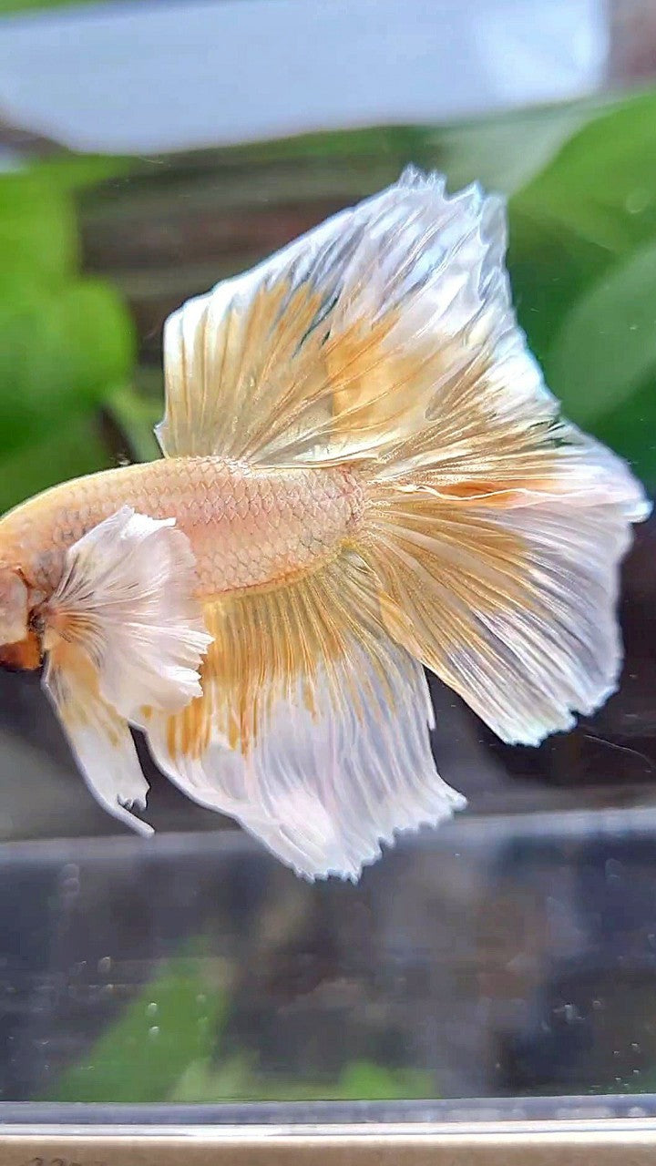 HALFMOON DUMBO EAR GOLD BUTTERFLY BETTA FISH