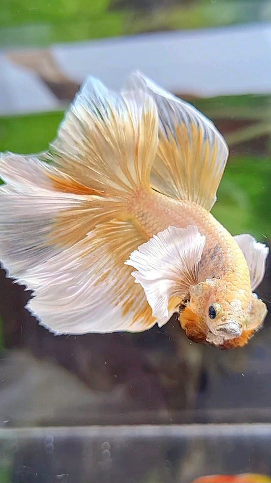 HALFMOON DUMBO EAR GOLD BUTTERFLY BETTA FISH