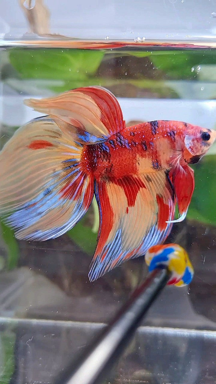 LUXURY GIANT VEILTAIL TOTAL 8CM+ ORANGE RED NEMO CLASSIC MULTICOLOR BETTA FISH