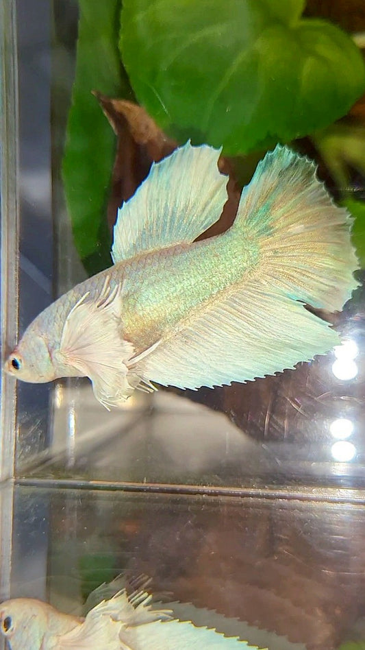 FEMALE HALFMOON DUMBO EAR WHITE UNICORN BETTA FISH