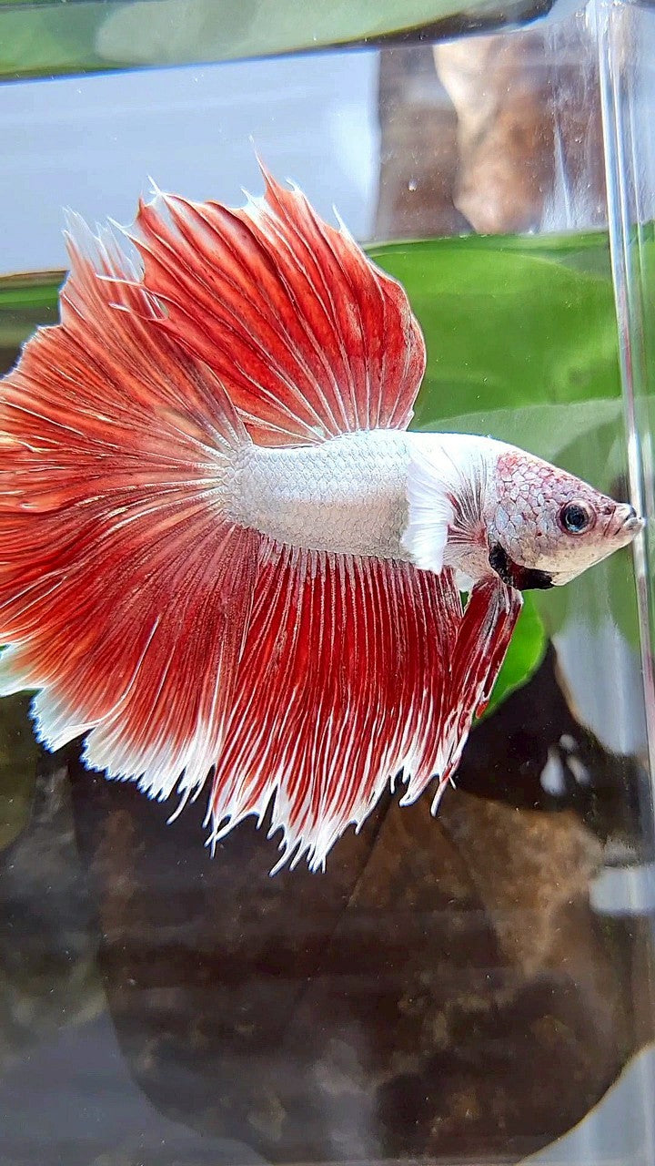 HALFMOON DUMBO EAR RED DRAGON HALFSUN BETTA FISH