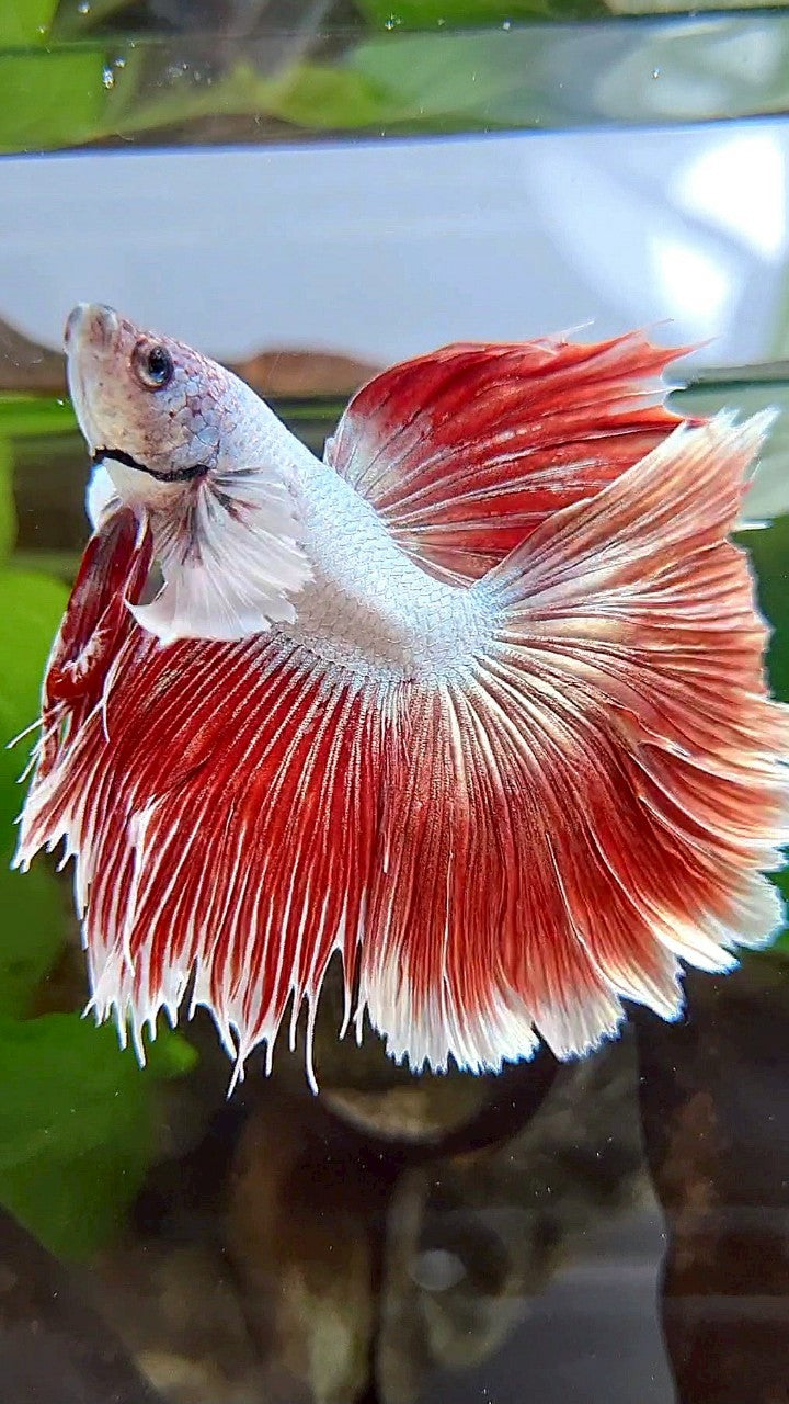 HALFMOON DUMBO EAR RED DRAGON HALFSUN BETTA FISH