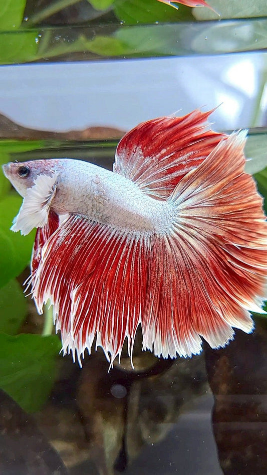 HALFMOON DUMBO EAR RED DRAGON HALFSUN BETTA FISH