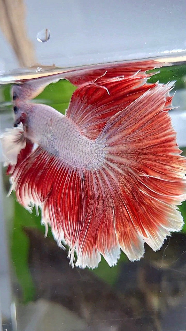 HALFMOON DUMBO EAR RED DRAGON HALFSUN BETTA FISH