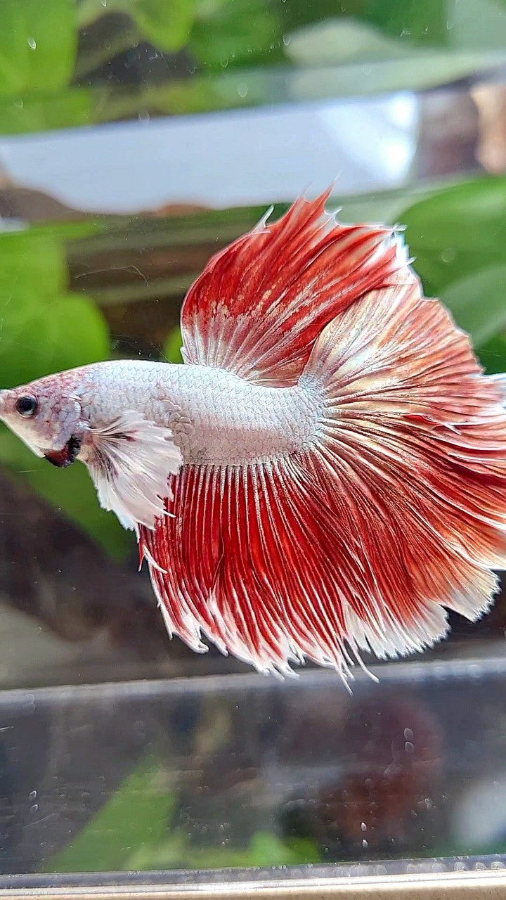 HALFMOON DUMBO EAR RED DRAGON HALFSUN BETTA FISH
