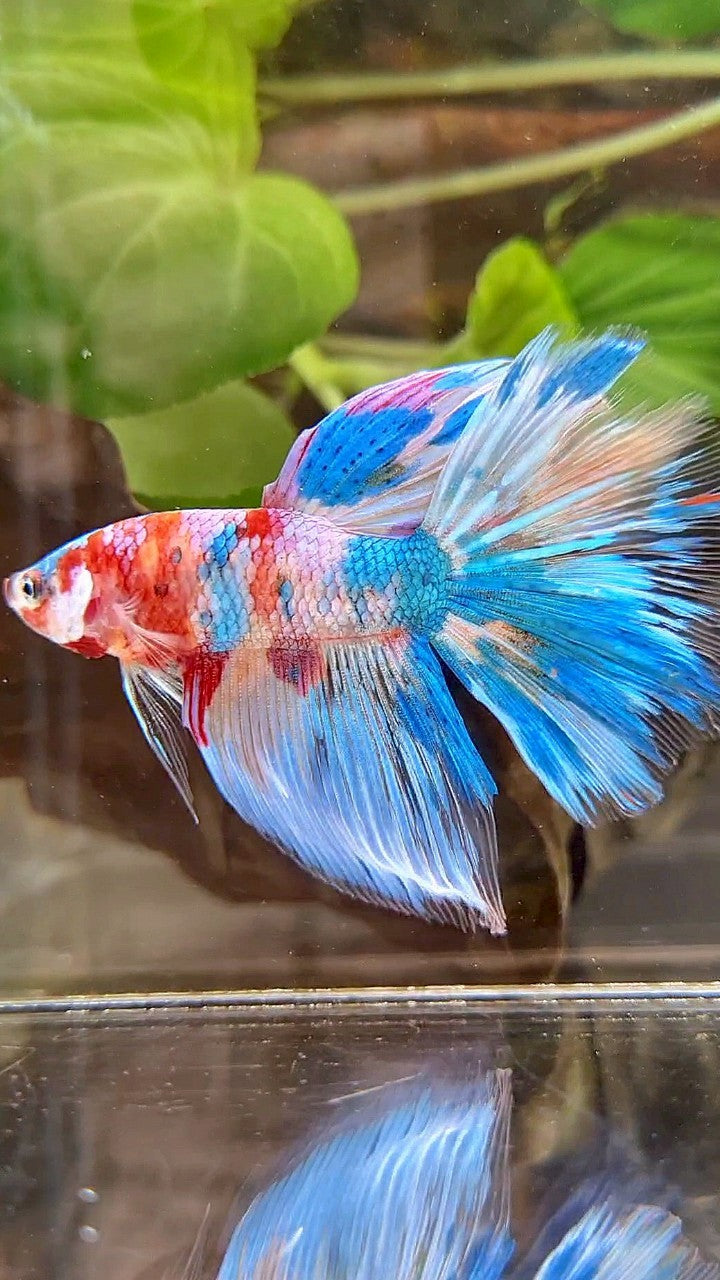 HALFMOON RAINBOW BLUE METTALIC MULTICOLOR BETTA FISH