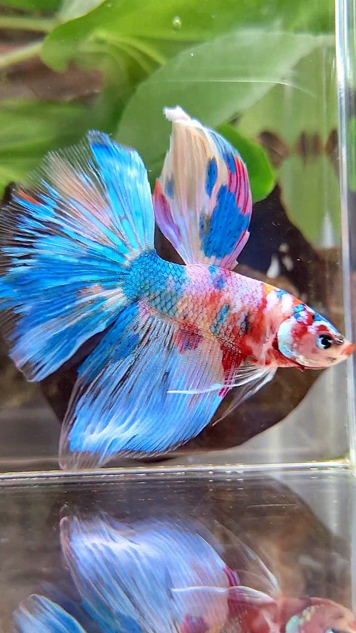 HALFMOON RAINBOW BLUE METTALIC MULTICOLOR BETTA FISH