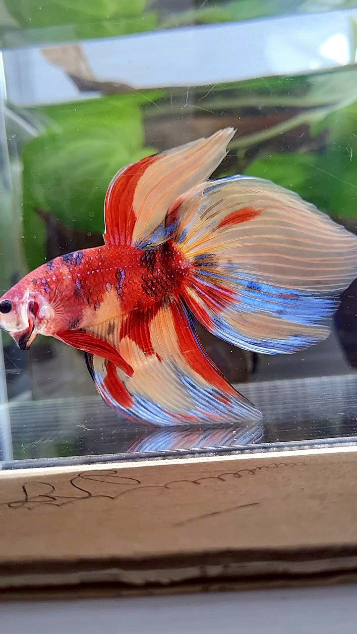 LUXURY GIANT VEILTAIL TOTAL 8CM+ ORANGE RED NEMO CLASSIC MULTICOLOR BETTA FISH
