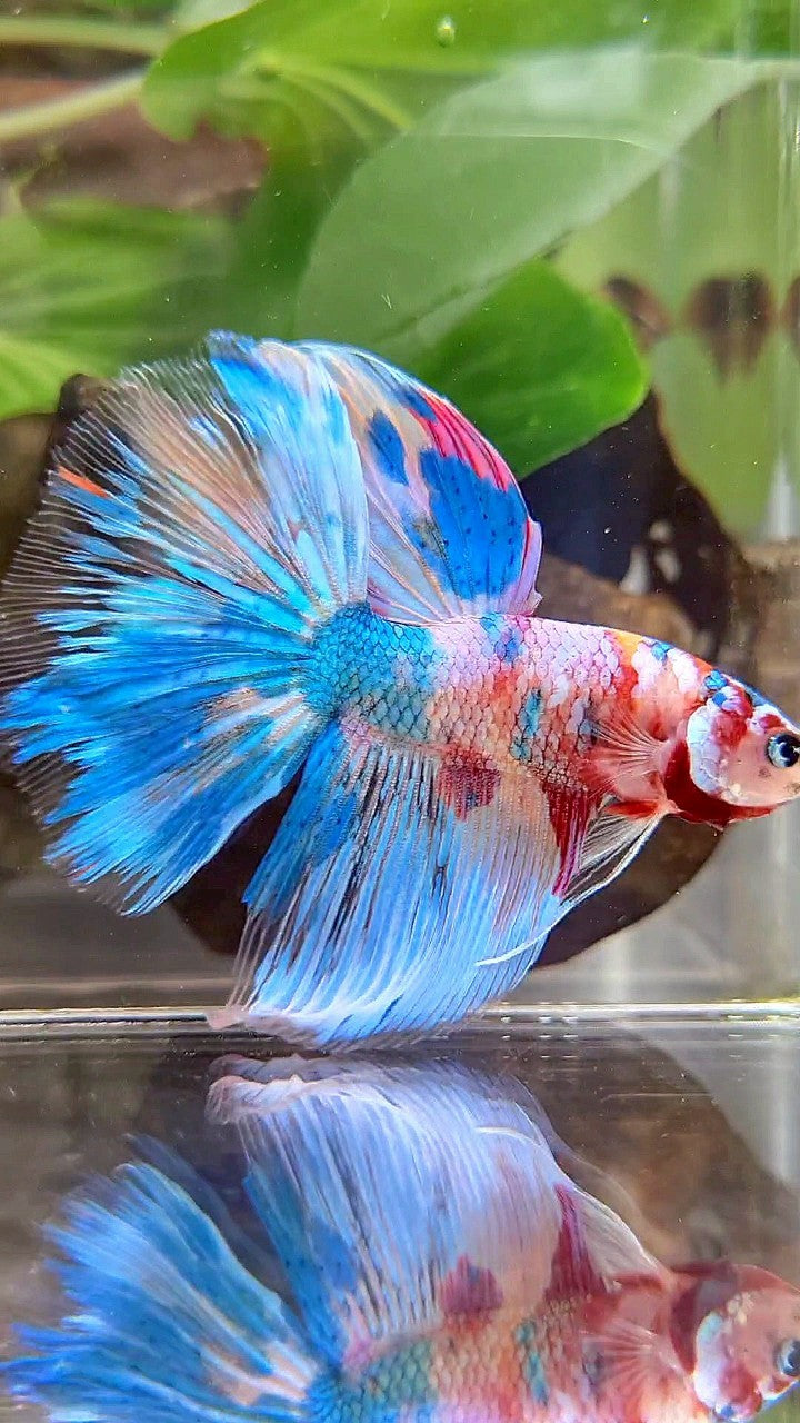HALFMOON RAINBOW BLUE METTALIC MULTICOLOR BETTA FISH