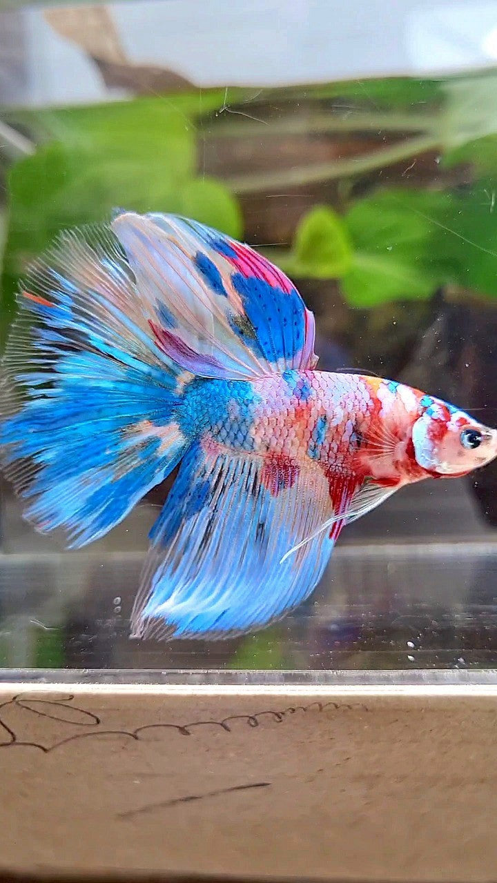 HALFMOON RAINBOW BLUE METTALIC MULTICOLOR BETTA FISH