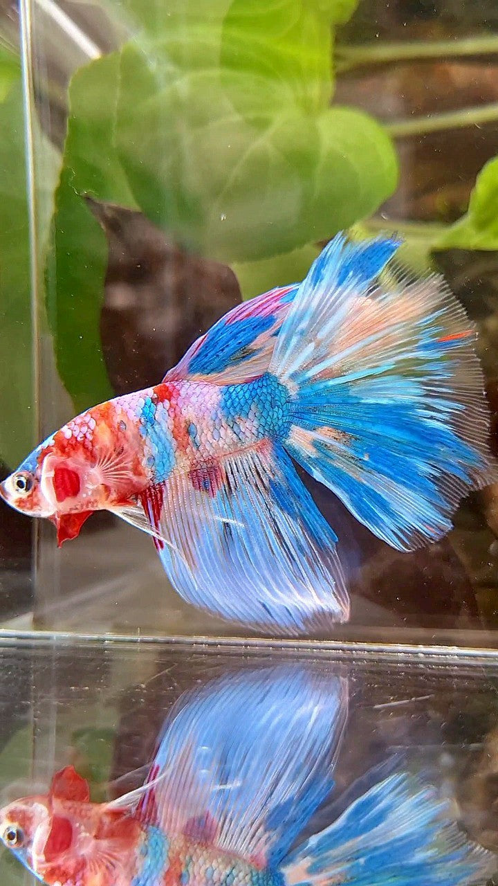 HALFMOON RAINBOW BLUE METTALIC MULTICOLOR BETTA FISH