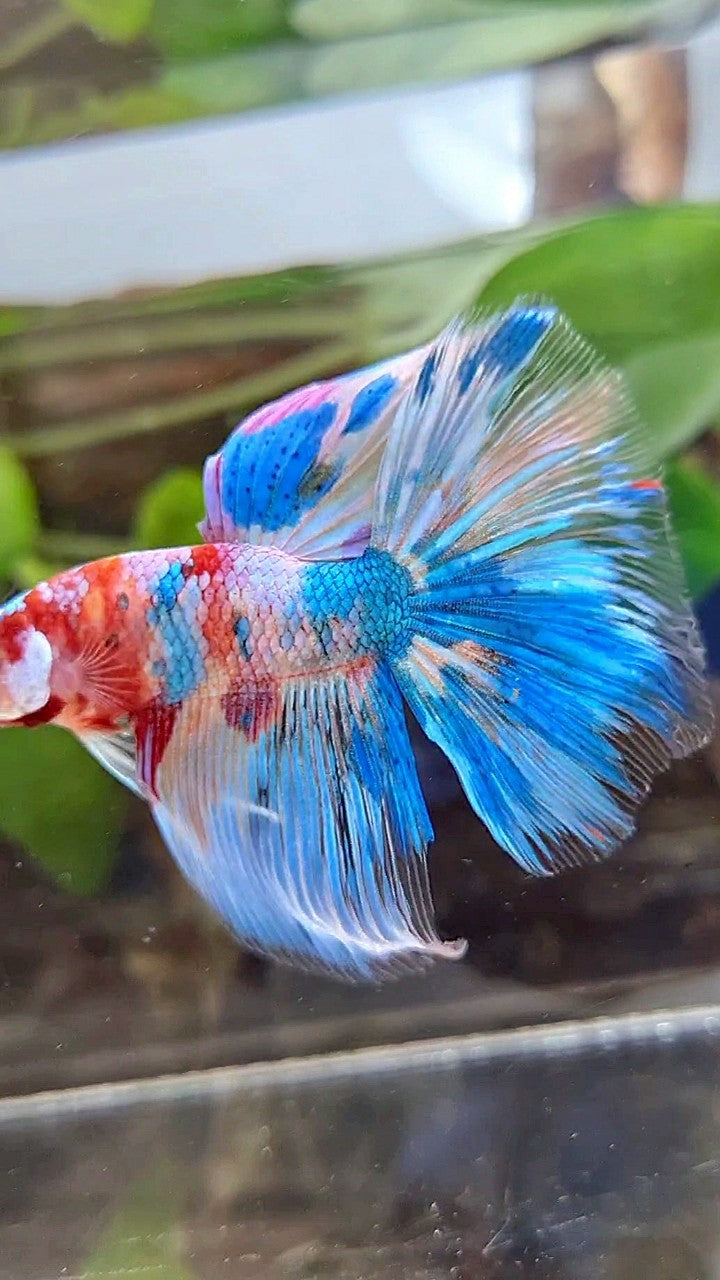 HALFMOON RAINBOW BLUE METTALIC MULTICOLOR BETTA FISH