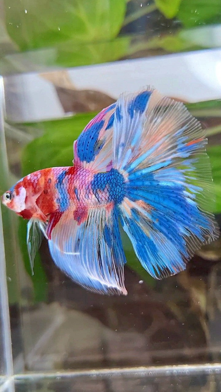 HALFMOON RAINBOW BLUE METTALIC MULTICOLOR BETTA FISH