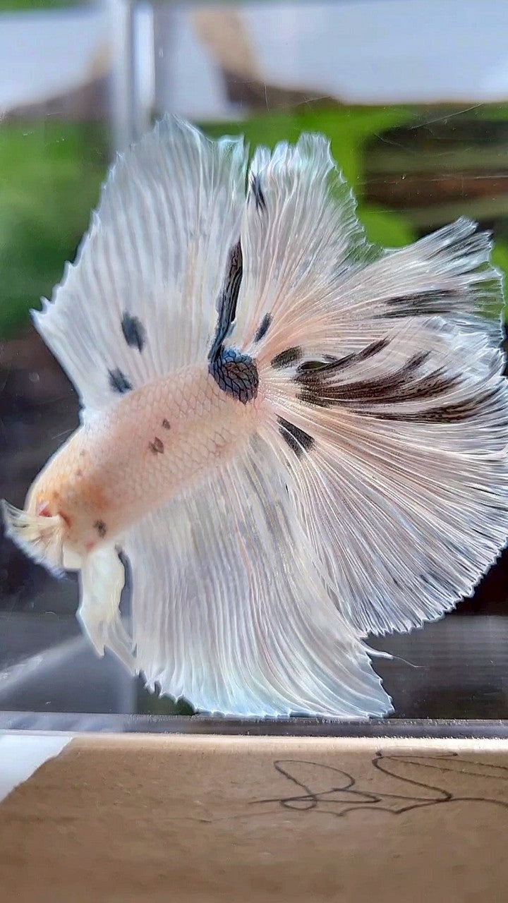 LUXURY HALFMOON OVER DOUBLE TAIL WHITE COPPER DOTS MARBLE PLATINUM BETTA FISH