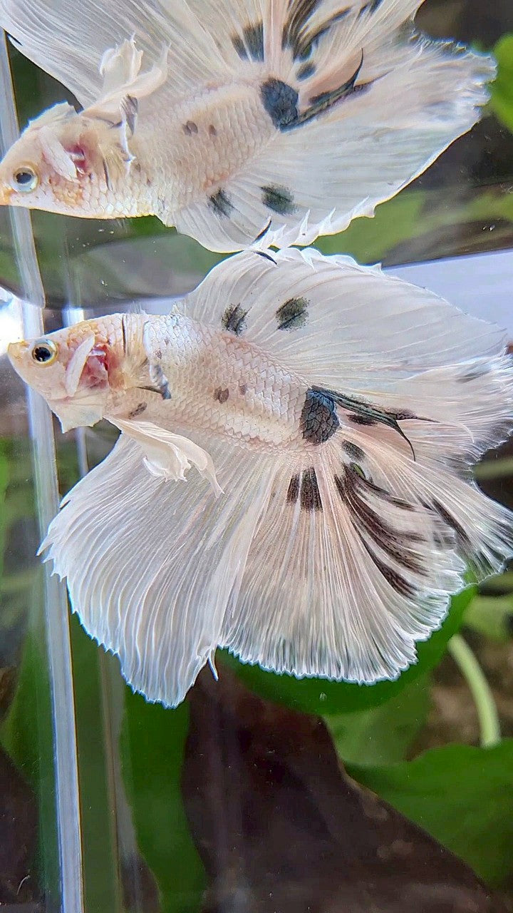 LUXURY HALFMOON OVER DOUBLE TAIL WHITE COPPER DOTS MARBLE PLATINUM BETTA FISH