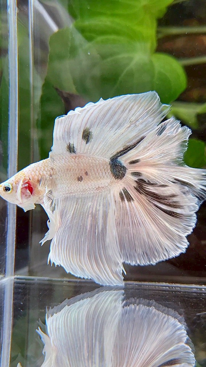 LUXURY HALFMOON OVER DOUBLE TAIL WHITE COPPER DOTS MARBLE PLATINUM BETTA FISH