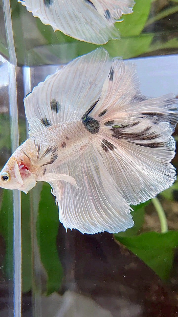 LUXURY HALFMOON OVER DOUBLE TAIL WHITE COPPER DOTS MARBLE PLATINUM BETTA FISH