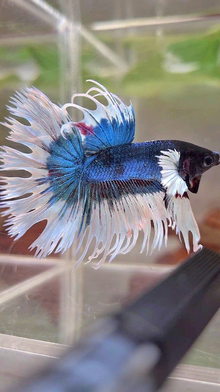 CROWNTAIL DUMBO EAR BLUE GREEN BUTTERFLY PATTERN BETTA FISH