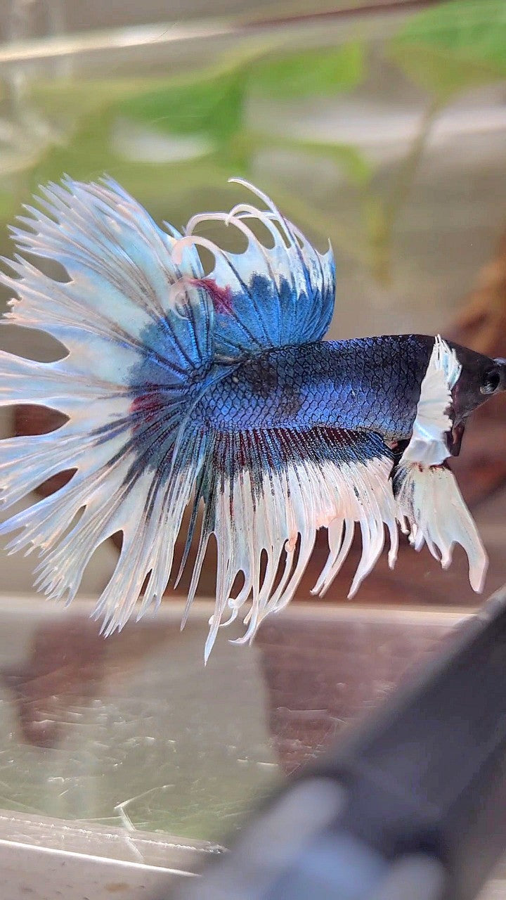 CROWNTAIL DUMBO EAR BLUE GREEN BUTTERFLY PATTERN BETTA FISH
