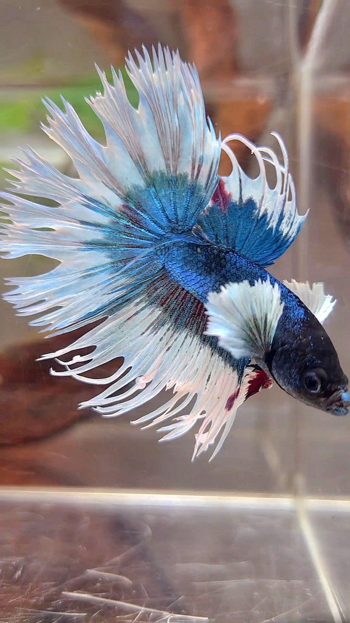 CROWNTAIL DUMBO EAR BLUE GREEN BUTTERFLY PATTERN BETTA FISH