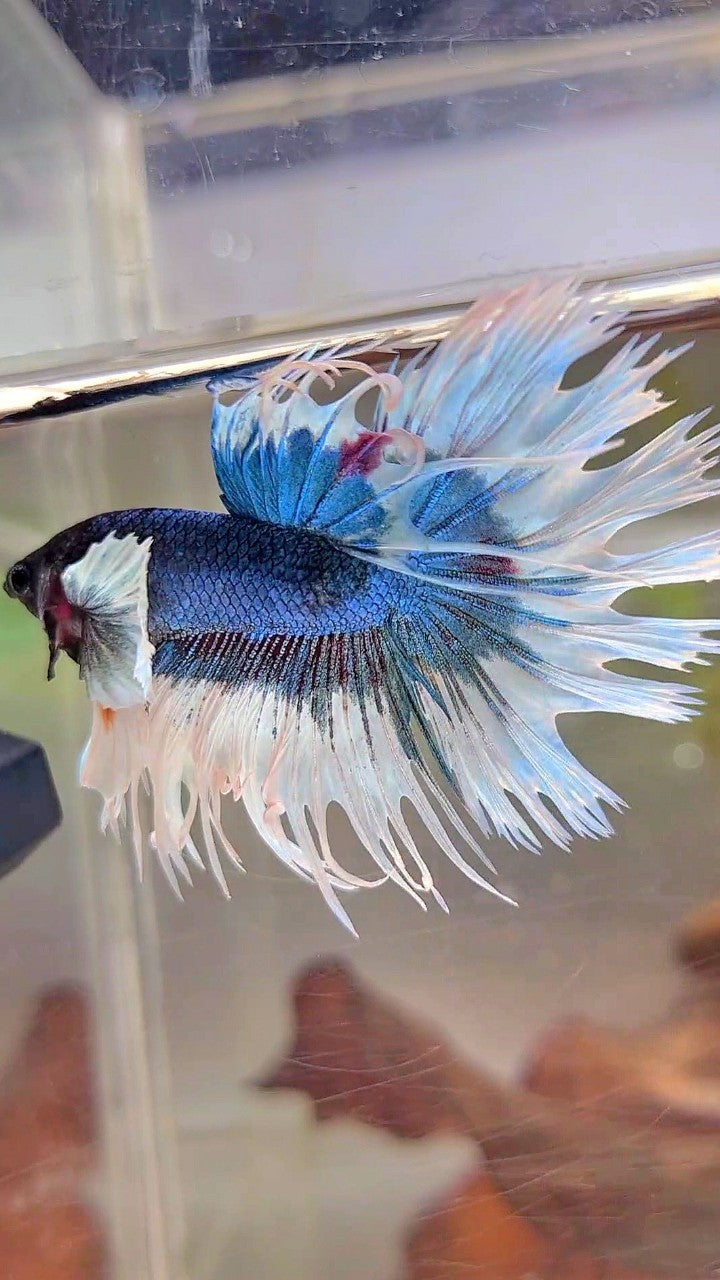 CROWNTAIL DUMBO EAR BLUE GREEN BUTTERFLY PATTERN BETTA FISH