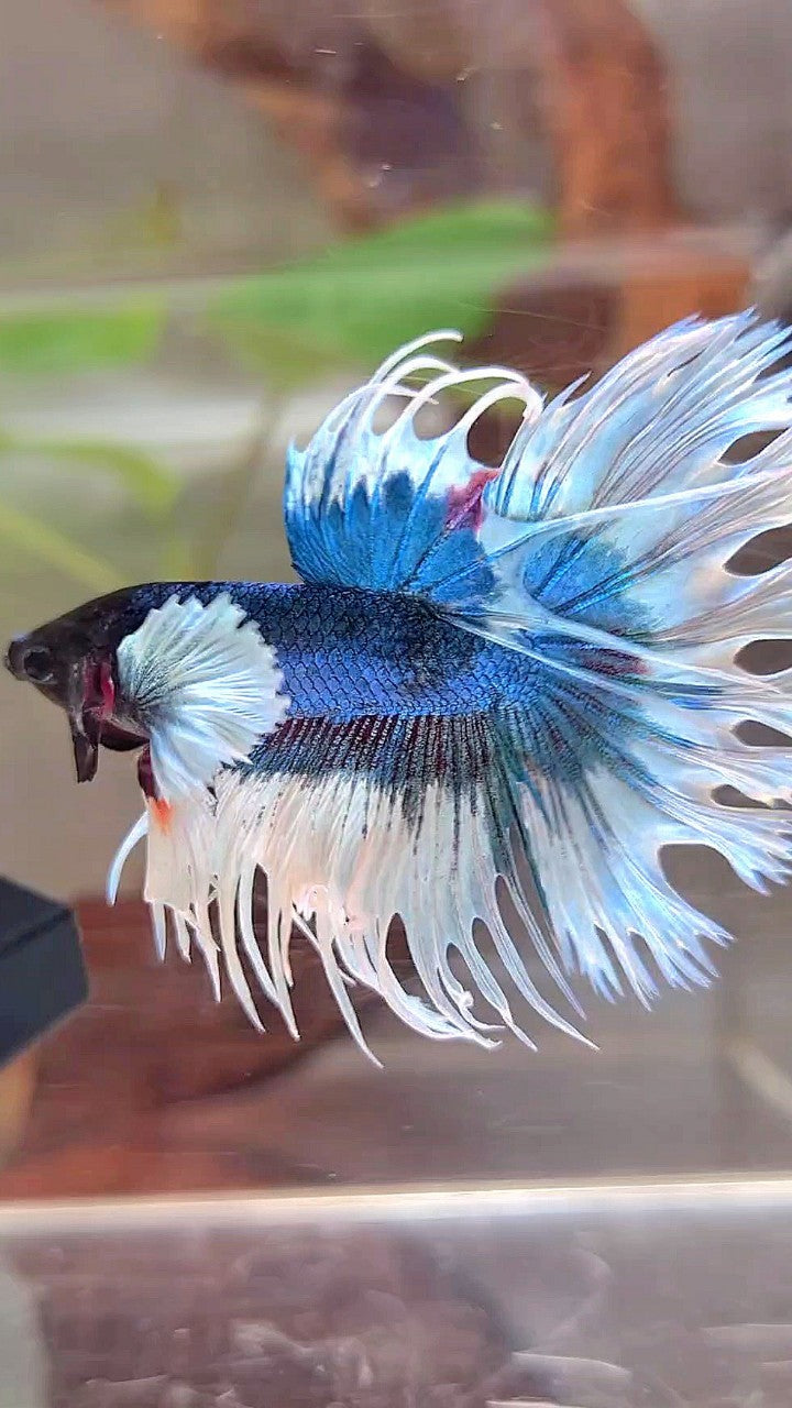 CROWNTAIL DUMBO EAR BLUE GREEN BUTTERFLY PATTERN BETTA FISH