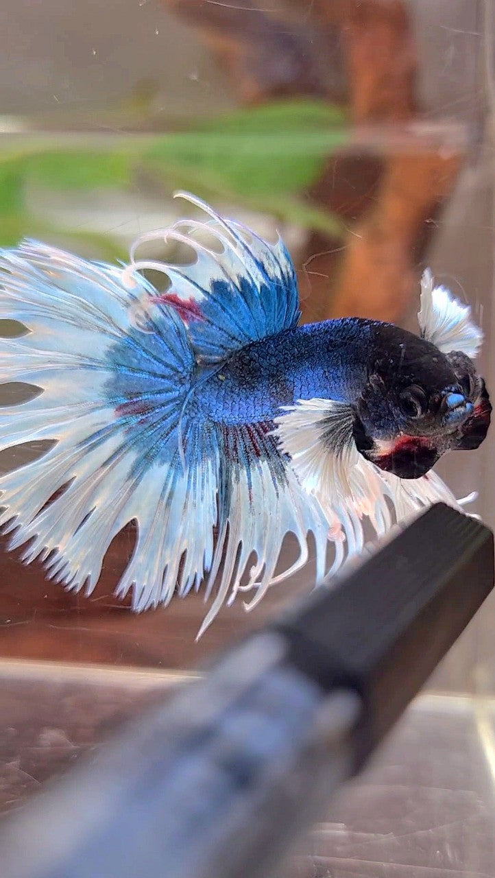 CROWNTAIL DUMBO EAR BLUE GREEN BUTTERFLY PATTERN BETTA FISH