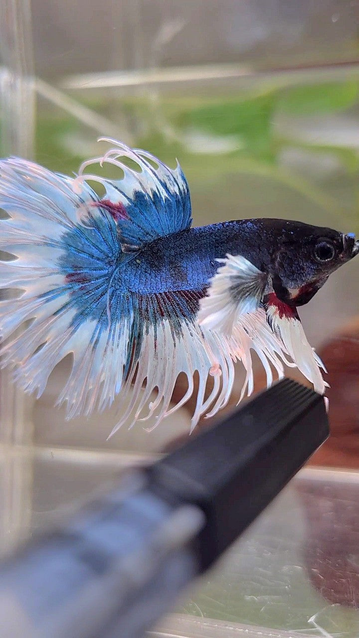 CROWNTAIL DUMBO EAR BLUE GREEN BUTTERFLY PATTERN BETTA FISH