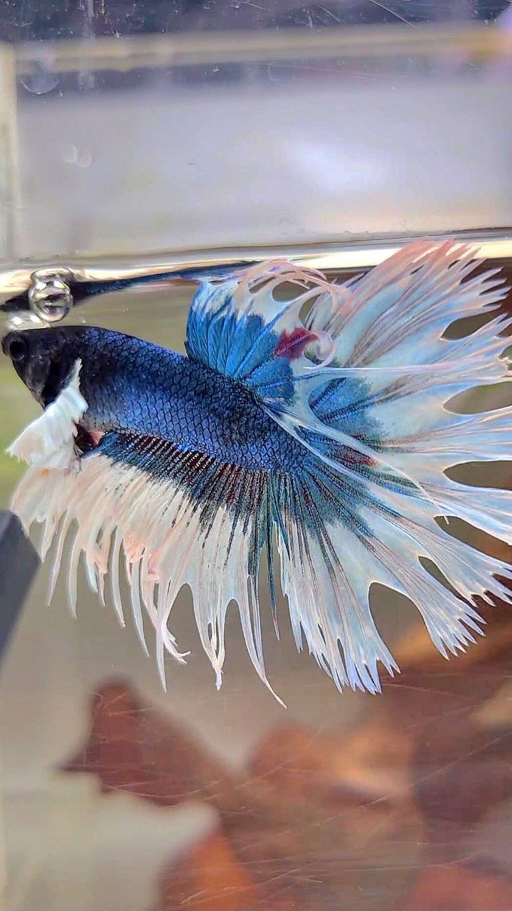 CROWNTAIL DUMBO EAR BLUE GREEN BUTTERFLY PATTERN BETTA FISH