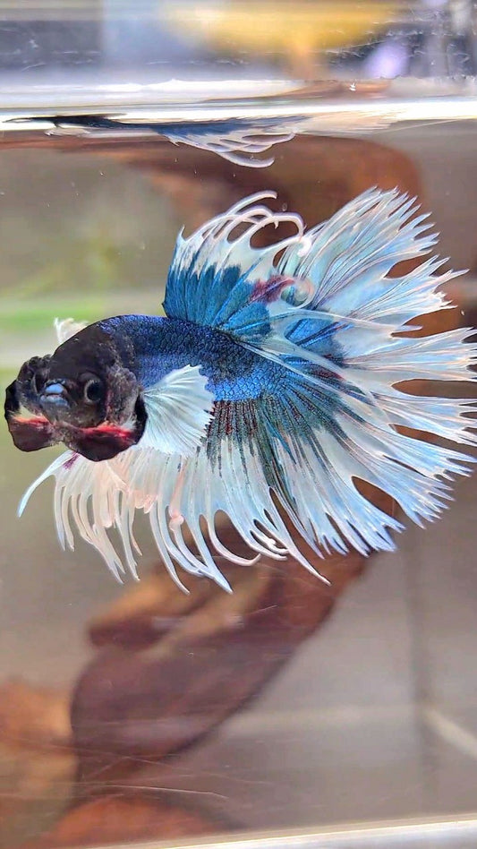 CROWNTAIL DUMBO EAR BLUE GREEN BUTTERFLY PATTERN BETTA FISH