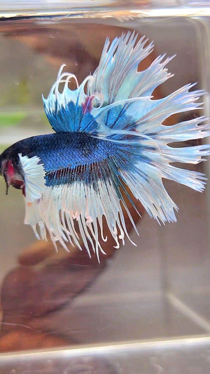 CROWNTAIL DUMBO EAR BLUE GREEN BUTTERFLY PATTERN BETTA FISH
