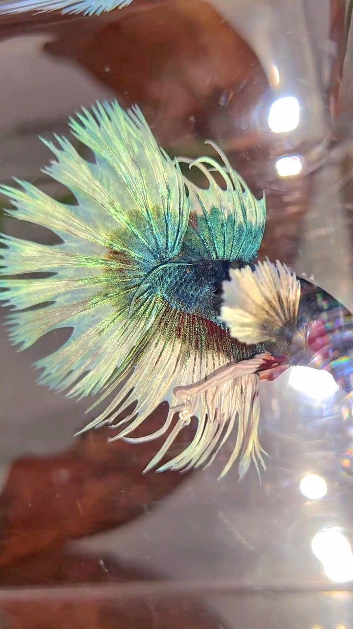 CROWNTAIL DUMBO EAR BLUE GREEN BUTTERFLY PATTERN BETTA FISH