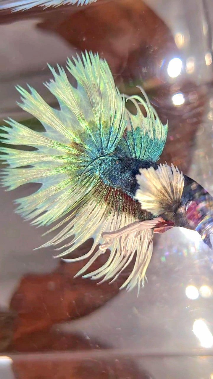 CROWNTAIL DUMBO EAR BLUE GREEN BUTTERFLY PATTERN BETTA FISH
