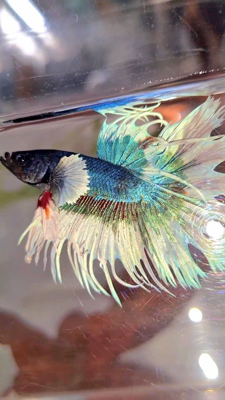 CROWNTAIL DUMBO EAR BLUE GREEN BUTTERFLY PATTERN BETTA FISH