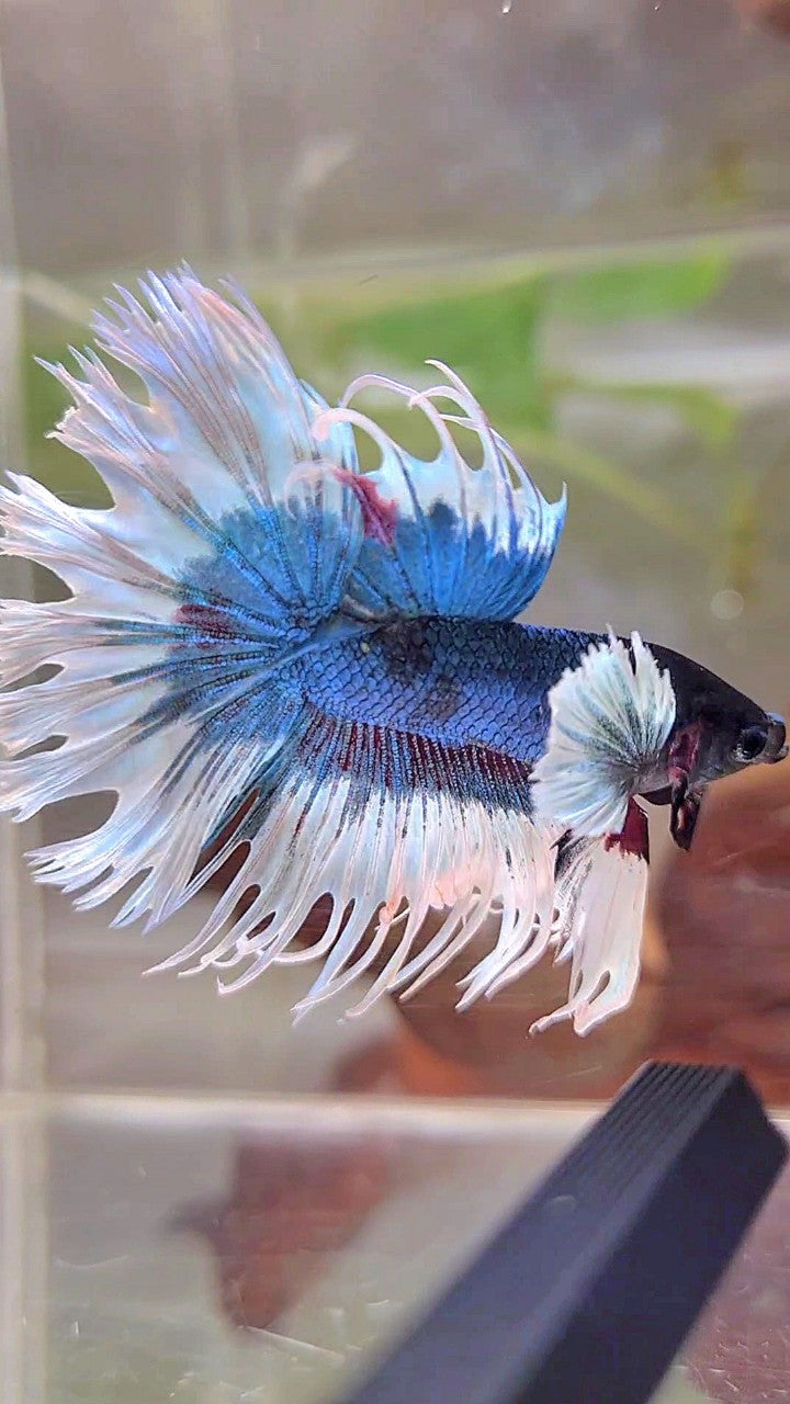 CROWNTAIL DUMBO EAR BLUE GREEN BUTTERFLY PATTERN BETTA FISH