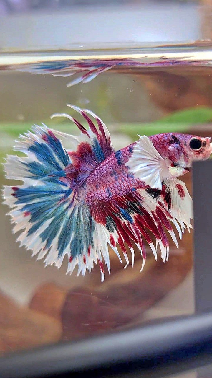CROWNTAIL DUMBO EAR PURPLE CANDY PATTERN MULTICOLOR BETTA FISH