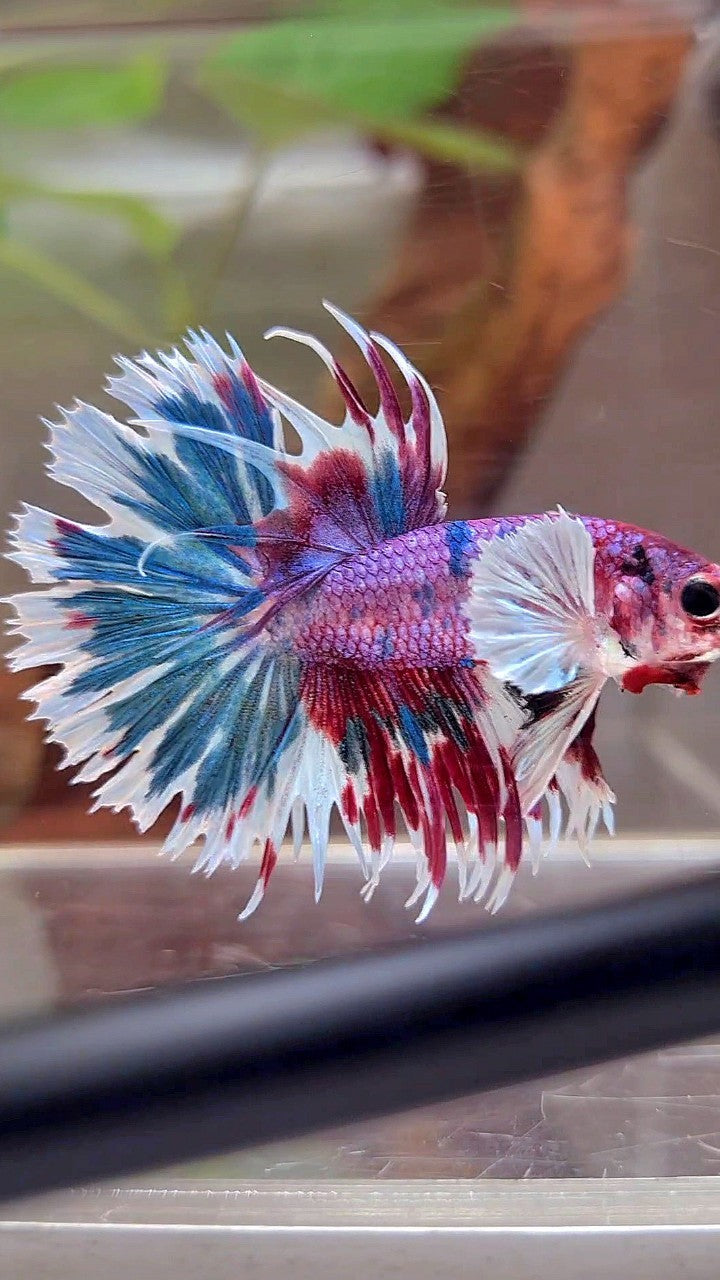 CROWNTAIL DUMBO EAR PURPLE CANDY PATTERN MULTICOLOR BETTA FISH