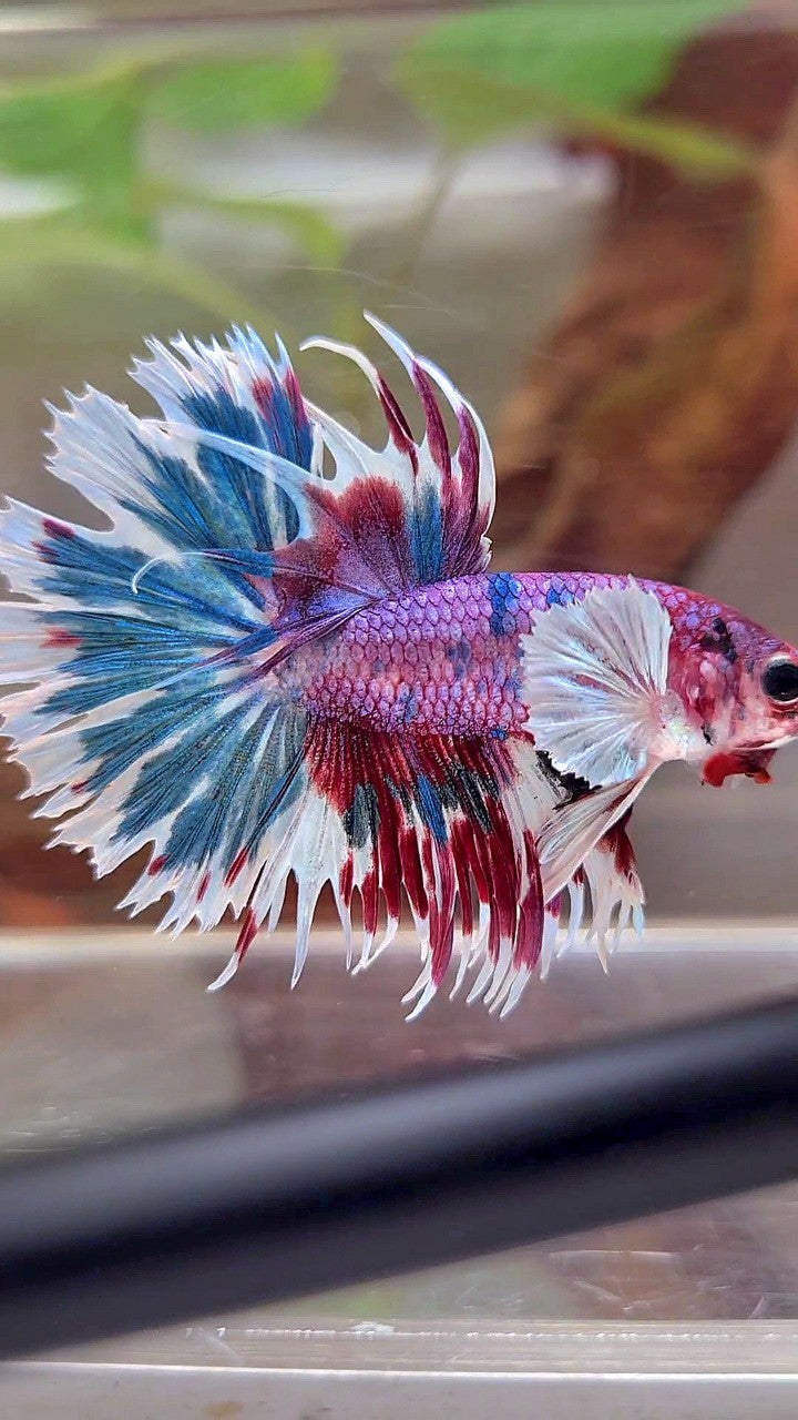 CROWNTAIL DUMBO EAR PURPLE CANDY PATTERN MULTICOLOR BETTA FISH