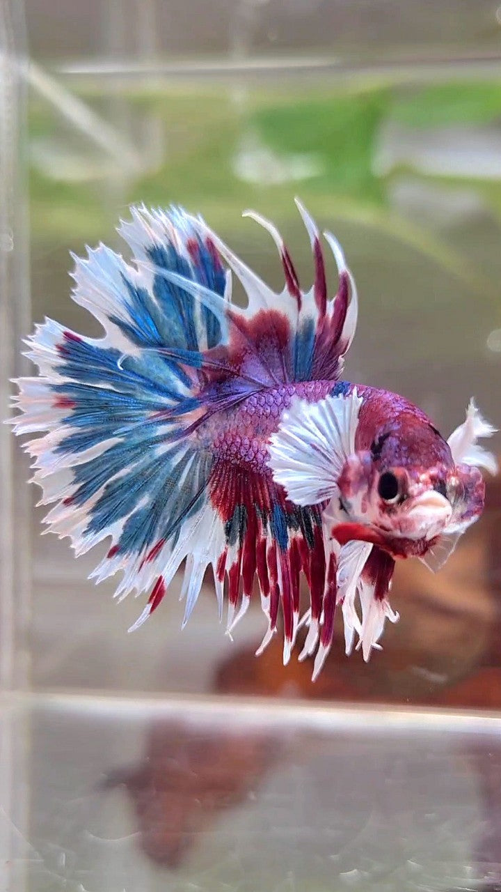 CROWNTAIL DUMBO EAR PURPLE CANDY PATTERN MULTICOLOR BETTA FISH