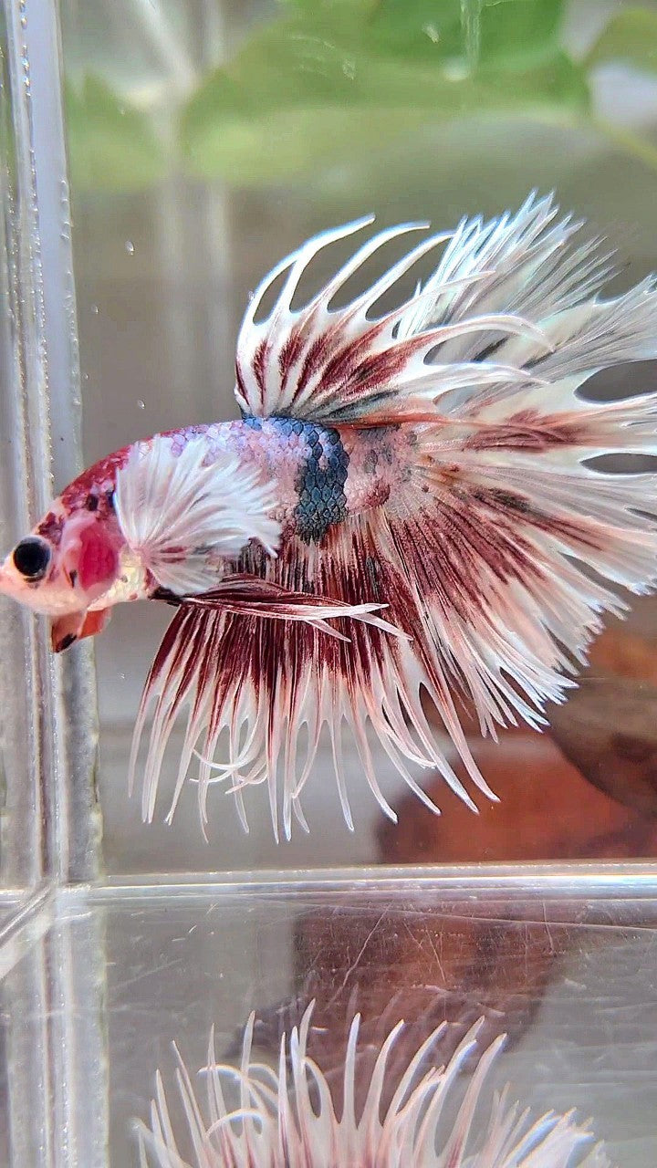 LUXUS-KRONENSCHWANZ-DUMBO-OHR-ROT-MUSTER-SPRITZ-KUPFER-MEHRFARBIGER BETTA-FISCH