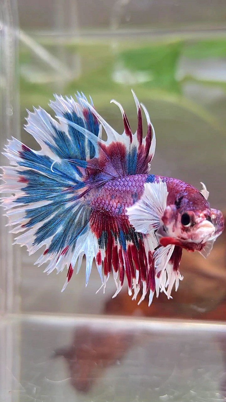 CROWNTAIL DUMBO EAR PURPLE CANDY PATTERN MULTICOLOR BETTA FISH