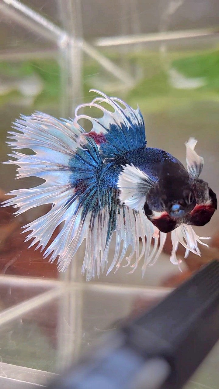 CROWNTAIL DUMBO EAR BLUE GREEN BUTTERFLY PATTERN BETTA FISH