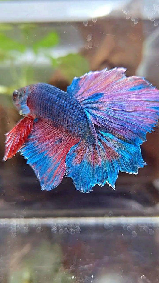 HALFMOON BLUE FANCY PINK BETTA FISH