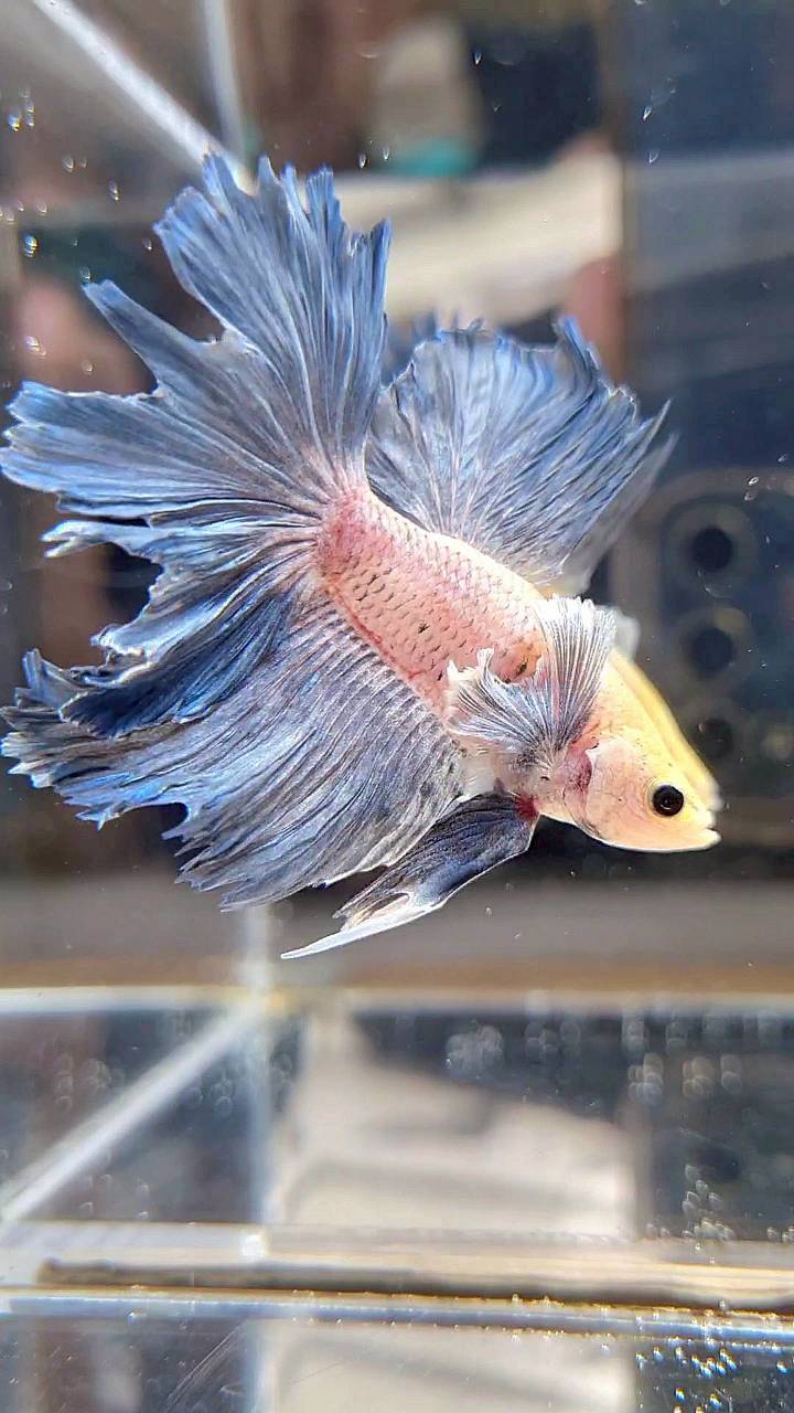 HALFMOON DUMBO EAR BLUE GRIZZLE BETTA FISH